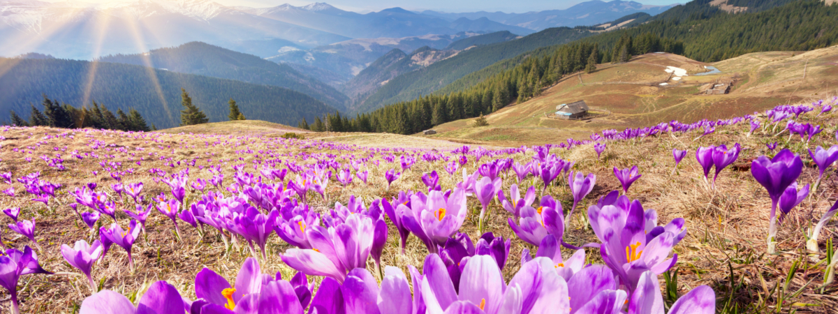 Colorful,Spring,Landscape,In,Carpathian,Mountains,With,Fields,Of,Blooming