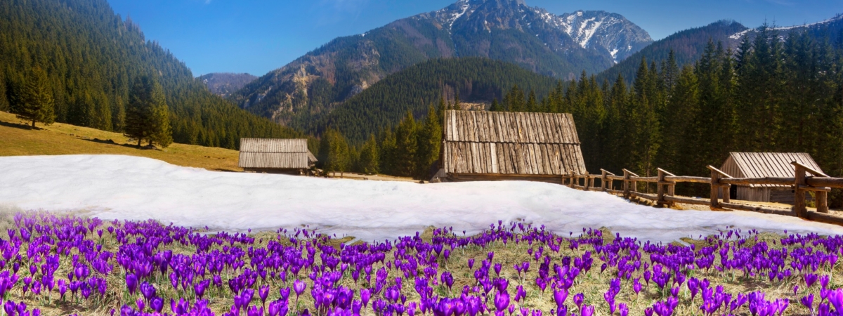 The Khokholovska Chochołowska valley in the Tatras near Zakopane is famous for its crocus saffron flowers that bloom among the snows under the rocky alpine peaks